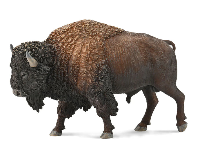 American Bison