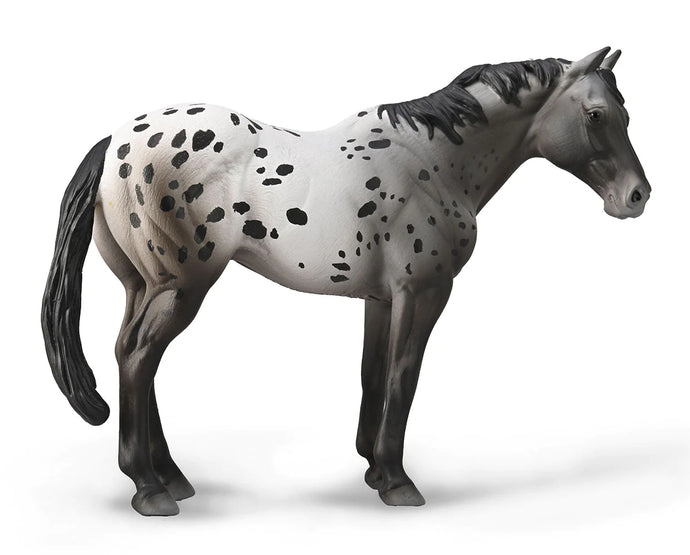 Appaloosa Blue Roan