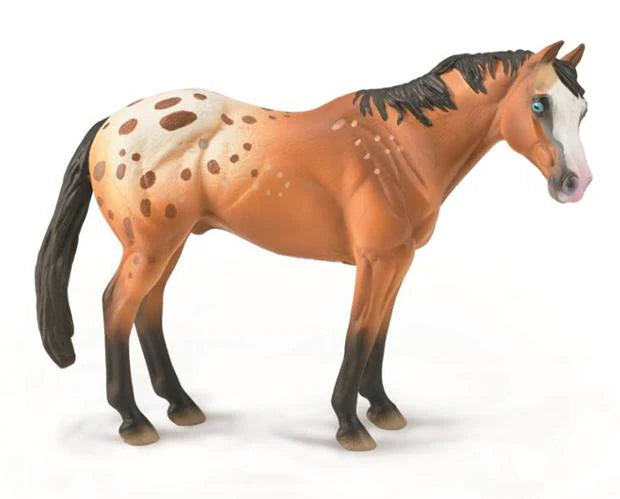 Appaloosa Stallion