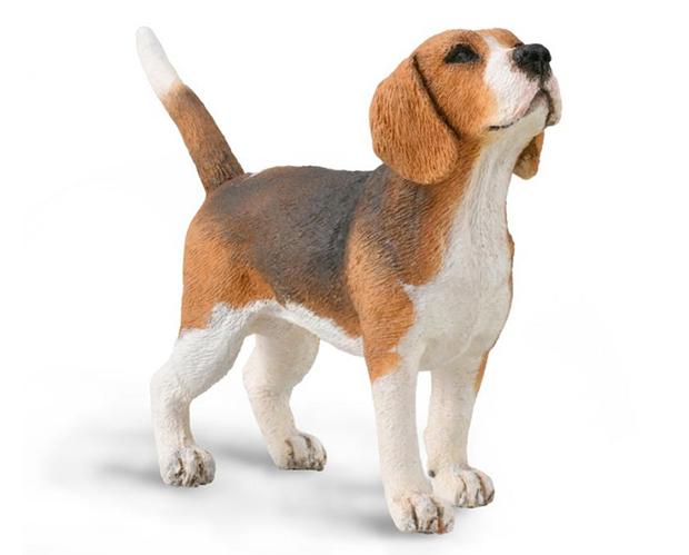 Beagle