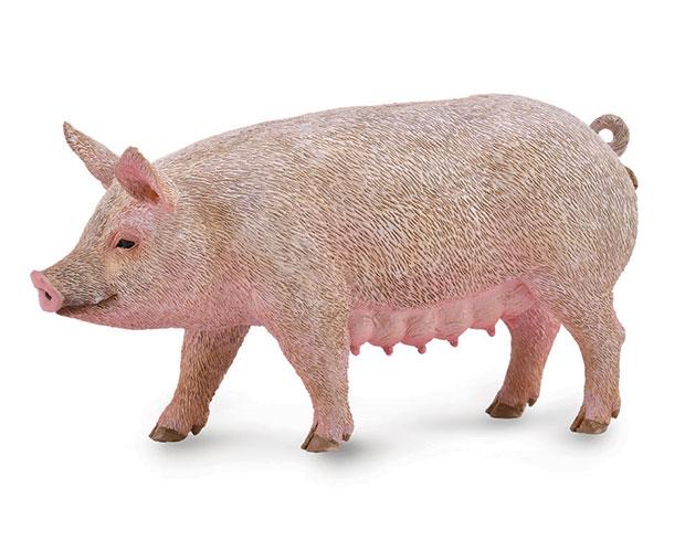 Sow Pig