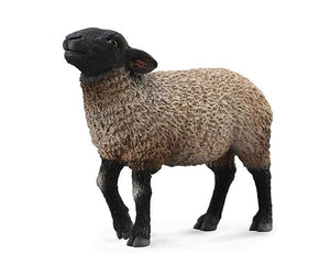 Suffolk Sheep