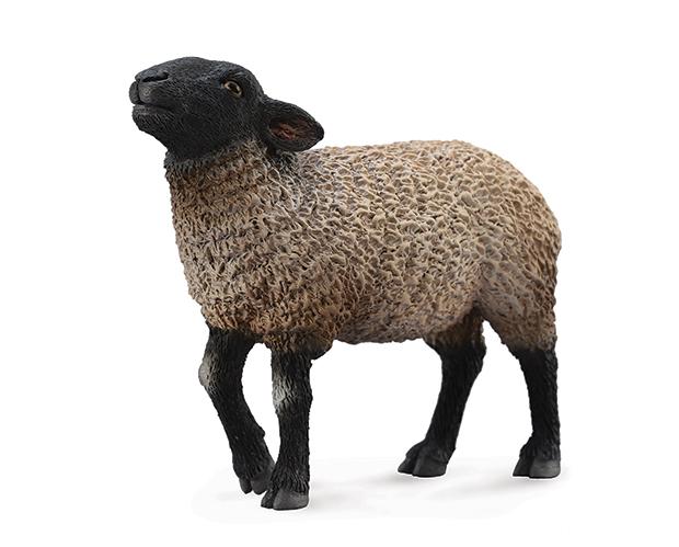 Suffolk Sheep